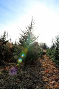 A Christmas tree, growing in a field, backlit by a sun-lit cloud. A lens flare cuts diagonally across the picture.