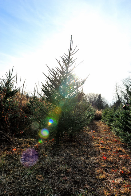 A backlit Christmas Tree grows in a field.