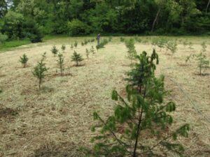 Rows of freshly planted Christmas trees stretch across a field.