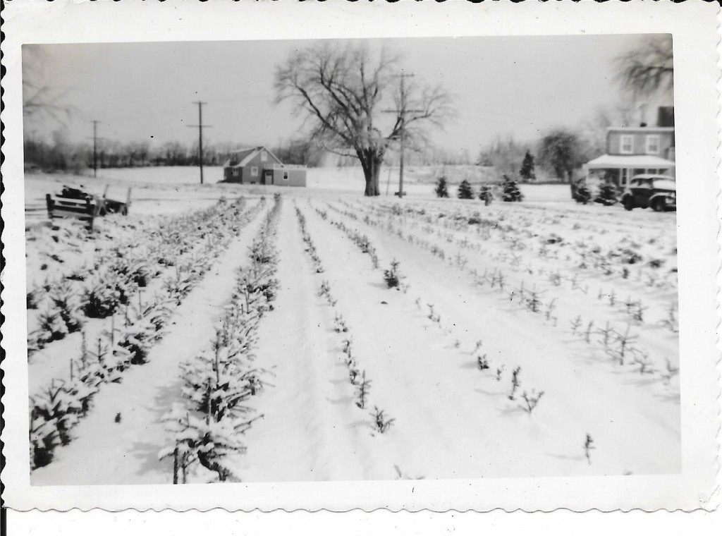 History of the Farm Tilden Lane Farm