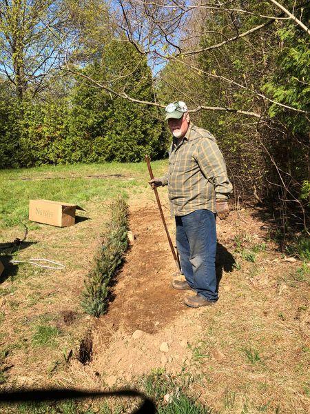 Bruce stands, holding a hoe, next to a row of young trees that he has just heeled in, May 2022.