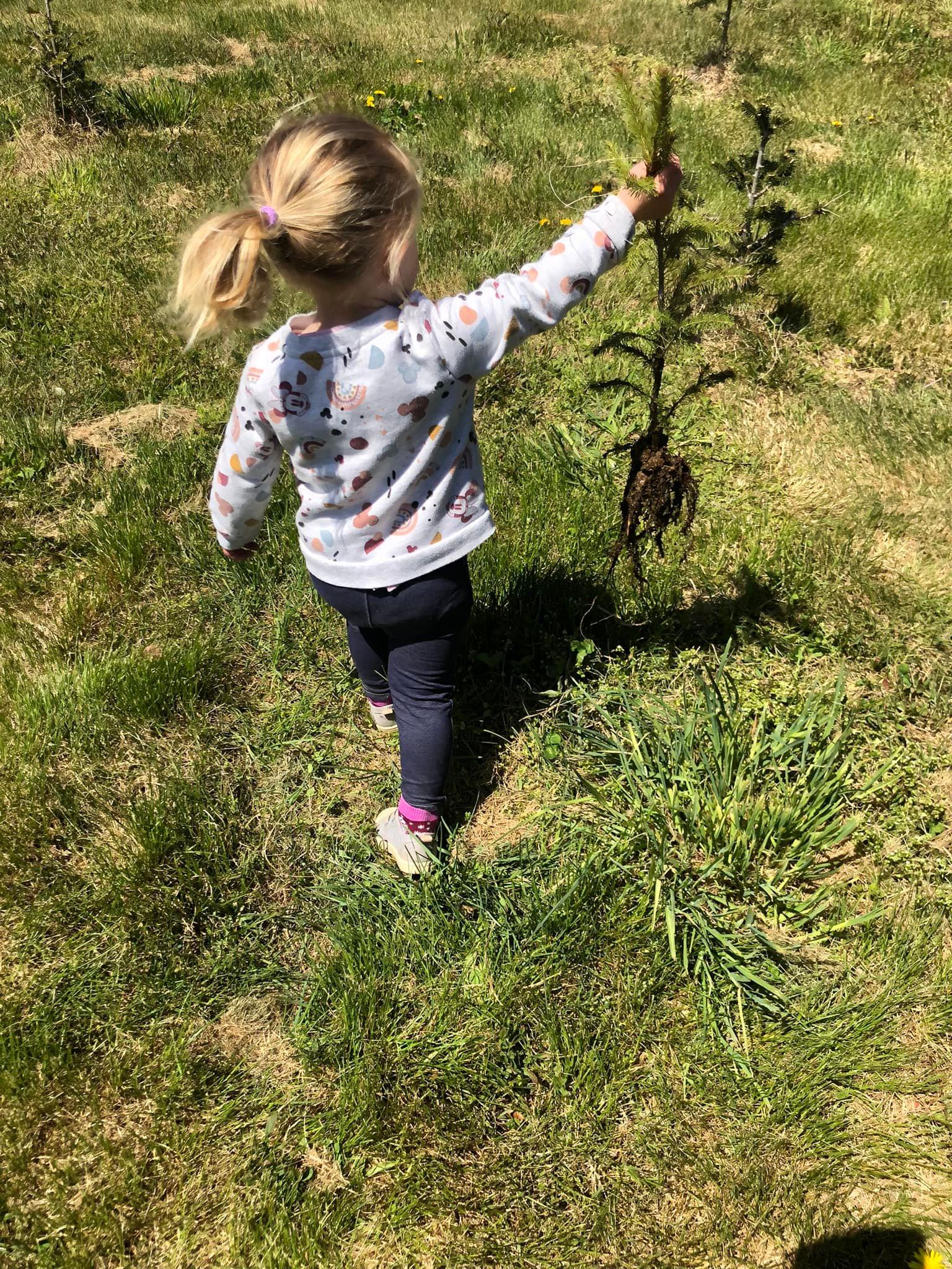 Two and a half year old Meghan is walking away from the camera, carefully holding up a young pine tree almost as tall as she is.