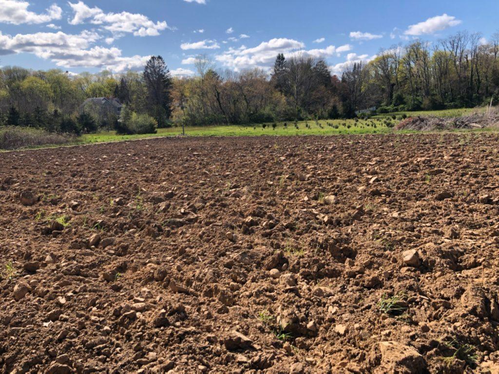 A freshly plowed field in the sun.  A field of young trees is visible in the background.