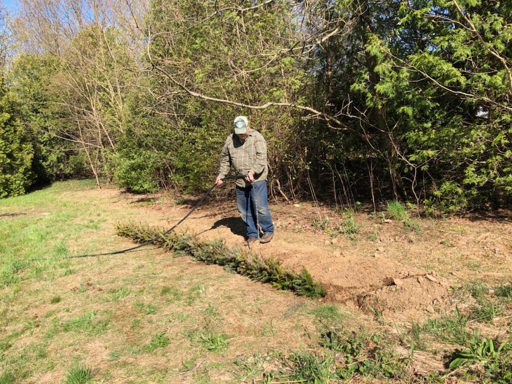 Bruce stands before a row of young trees being heeled in.  He is holding a water hose in both hands and is watering the tree roots.