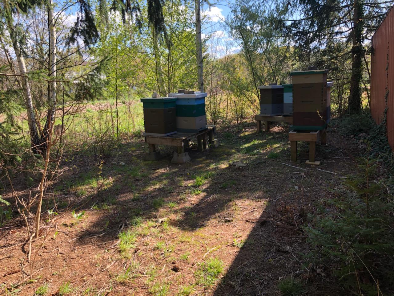 The beehives, shaded by trees in the afternoon sun.