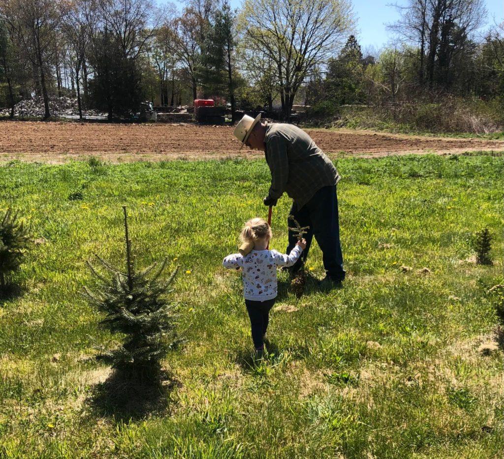 Meghan carries a transplant across the field to Bruce, who is using a shovel to prepare a hole for planting.