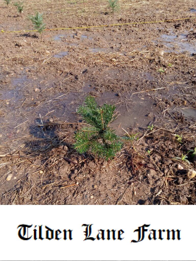 A newly planted Nordmann fir tree, approximately 12 inches high, stands in a field surrounded by other newly planted seedlings.  The seedling has small branches filled with bright green needles.  The field is freshly watered and small puddles of water are pooled around the baby tree.