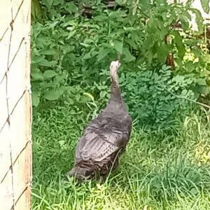 A turkey faces away from the camera, looking into some greenery.